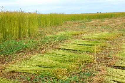 Flax Fiber Manufacturing Process
